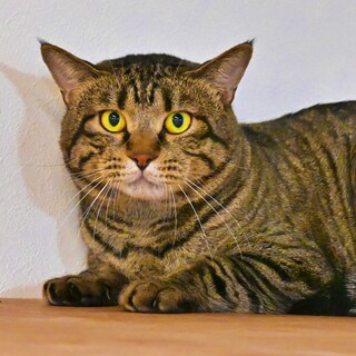 警戒心が強めの男の子♪人馴れ修行中！【ガク】