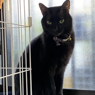 あまあま黒猫しー君にずっとのおうちを！