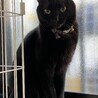 あまあま黒猫しー君にずっとのおうちを！ サムネイル3