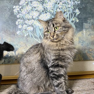 ふわふわしっぽの里園ちゃんにずっとのおうちを！