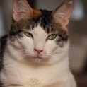 シャイな三毛猫美人「マイムちゃん」【飛騨】