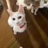 甘えん坊さんのホワイトピアくん【飛騨】 サムネイル3