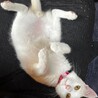甘えん坊さんのホワイトピアくん【飛騨】 サムネイル4