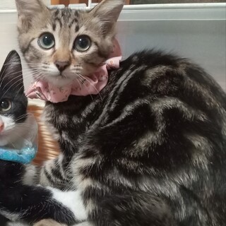 アメショ風柄のおっとり系女子★不妊手術済