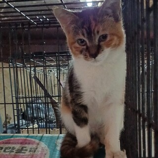 月夜の晩に迷い込んできた小さな三毛猫