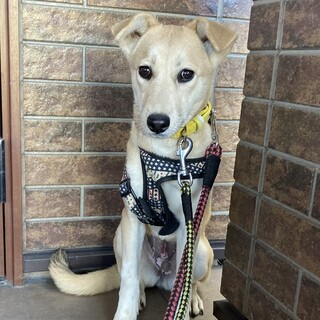 保健所からレスキュー！　ラブのようなキャンディ！