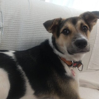 オリーブちゃん