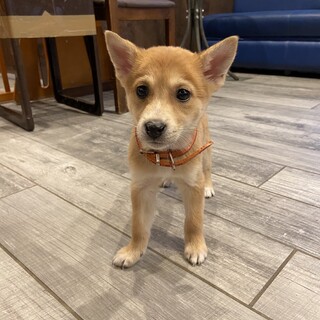 かわいい子犬　ジョリちゃん