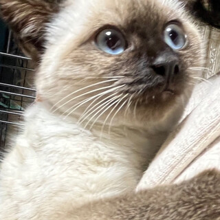 ビビりで寂しがり屋。シャムの流くん。