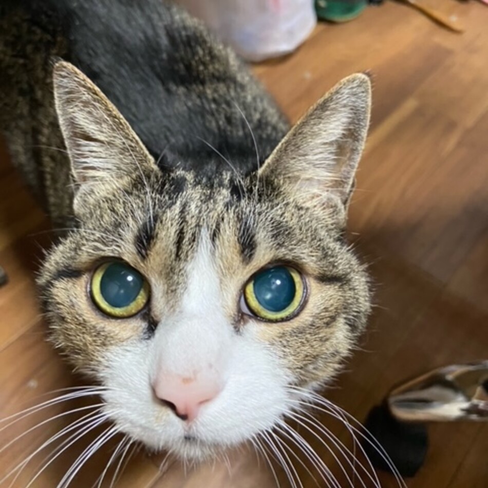 モモのカバー写真