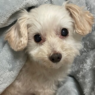 いやされるチビくん