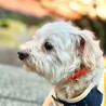 いやされるチビくん サムネイル3