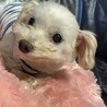 いやされるチビくん サムネイル4