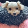 いやされるチビくん サムネイル6
