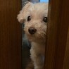 いやされるチビくん サムネイル7