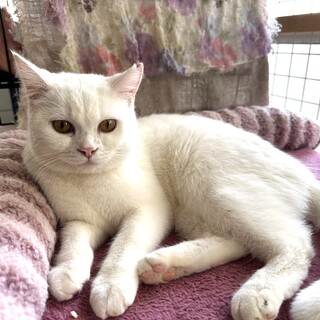 おとなしくて懐こい　ニコルちゃん