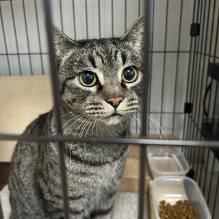 去勢済みの甘えん坊な大きい男の子です