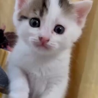 遊ぶことが大好きでヤンチャなぴのくん