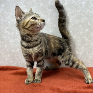 マイペースで警戒心無し！温厚で人懐っこい❤ペコリン