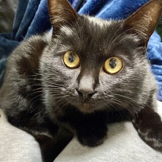 【12/24⭐️堺東にて譲渡会】参加猫ポムくん
