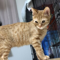 いちごファミリーの記 その16