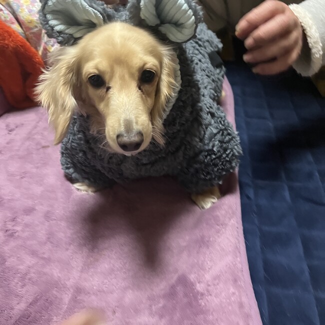 MiSaKiちゃんのカバー写真