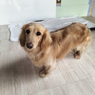 ダックスフンド　女の子♀　２歳