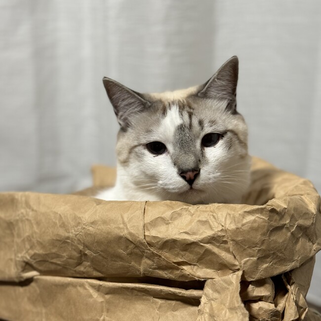 サビいろオオカミのカバー写真