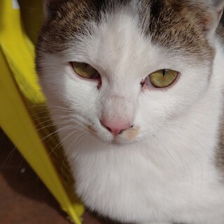 コロコロした猫です。