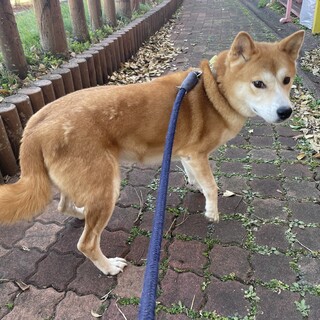 内弁慶なオイラだけどよろしくね