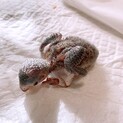 コザクラインコ（雛）ペローシスです