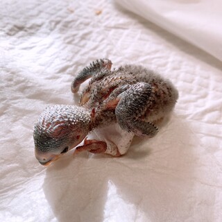 コザクラインコ（雛）ペローシスです