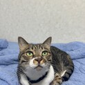 首輪がよく似合うウリちゃん
