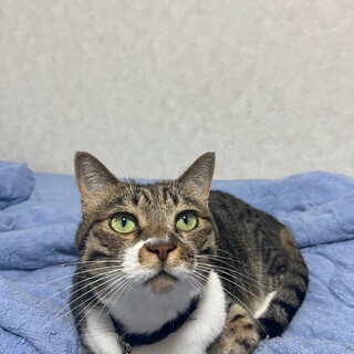 首輪がよく似合うウリちゃん