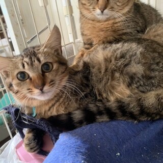 可愛いパステルきじとら ソルトちゃん