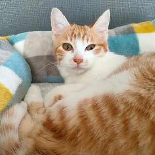 ちゃしろこねこ男の子