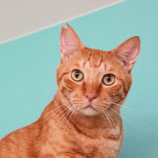 でっかい茶トラくん『トトロ』男の子