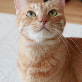 茶トラの女の子『ココロちゃん』ちょっぴり怖がりさん