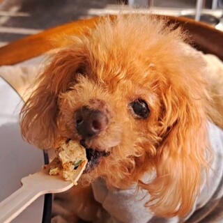 際限ない甘えん坊さん！トイプーのジャン
