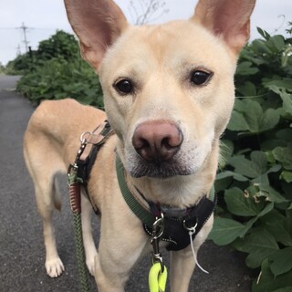 [お見合い歓迎]おこめくん