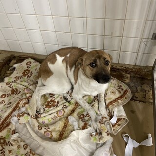 元飼い犬でも処分対象　収容期限12/25迄