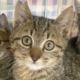 獣医師管理・丸顔の大人しい男の子