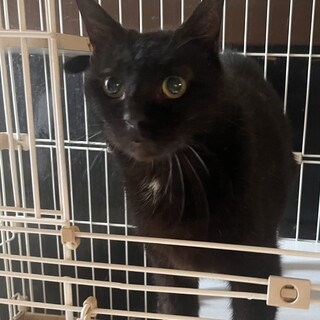 黒猫ちゃん/里親募集！名古屋譲渡会参加中☆