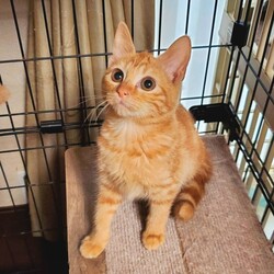 待ちねこ譲渡会　子猫３０匹参加します！