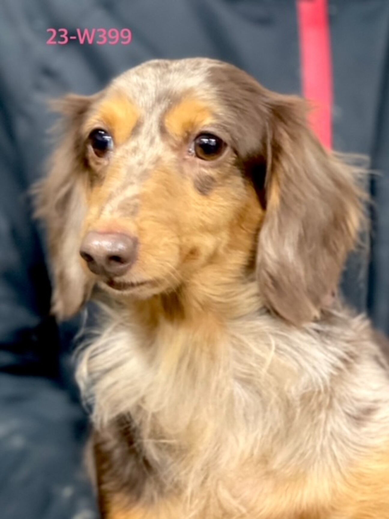 23-W399珍ﾁｮｺﾚ」滋賀県 - 犬の里親募集(479422) :: ペットのおうち