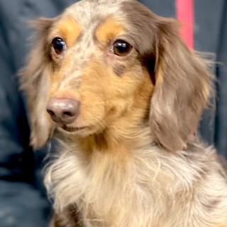 23-W399珍ﾁｮｺﾚ」滋賀県 - 犬の里親募集(479422) :: ペットのおうち