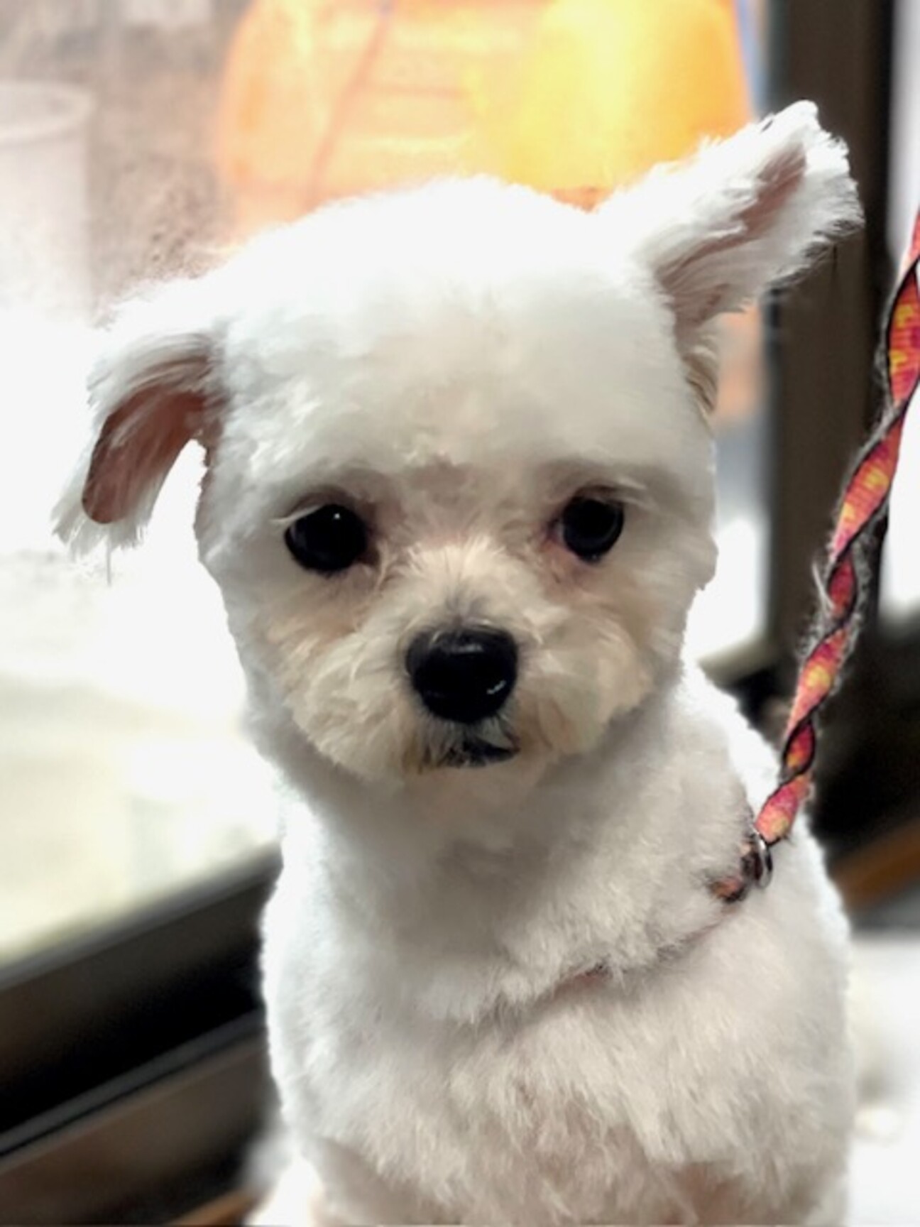 23-M379 マルプー」滋賀県 - 犬の里親募集(479429) :: ペットの