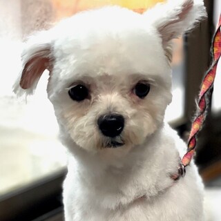 23-M379　マルプー/一歳前後！！