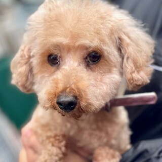 23-W372　可愛いプードルちゃん♪