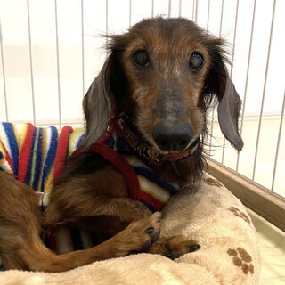 大きな手術を乗り越えた頑張り屋さん